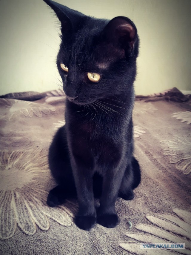 Даешь котовторник!
