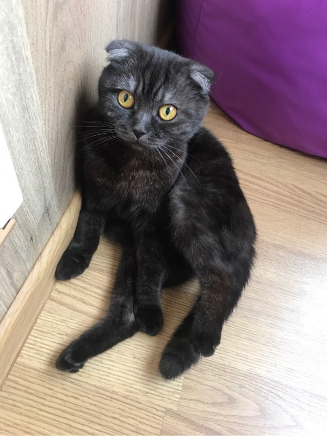 Котовторник же очередной