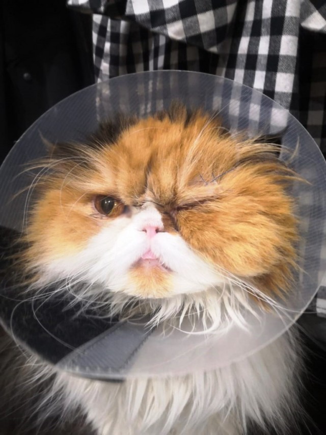 Хоба! Котовторник!