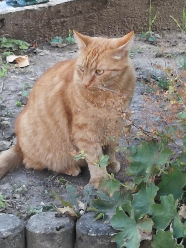 Котовторник. Поговорим о кличках, друзья