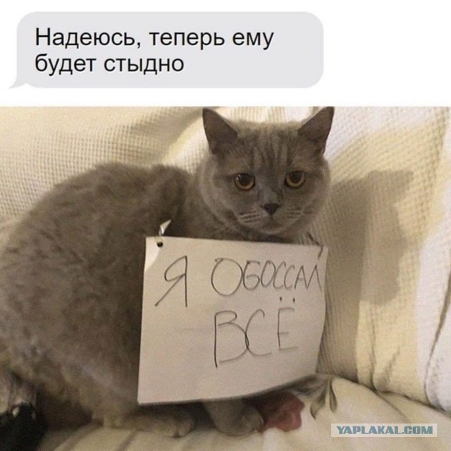 Веселые картинки и видосики