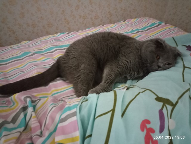 А ваши котейки че счас делают?