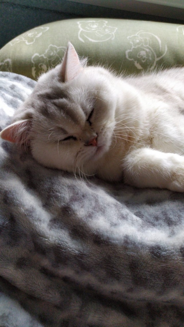 А это мой котан к котовторнику