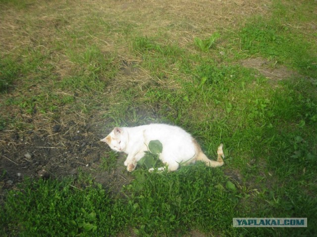 Жизнь домашнего приюта для котеек 398