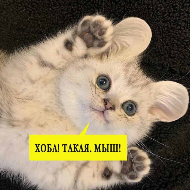 Юмор из Сети 20.06.22