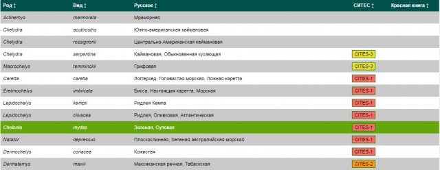 Спасли черепашку