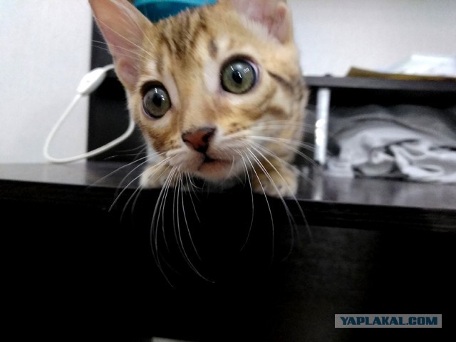 А как вы спите с котиком?