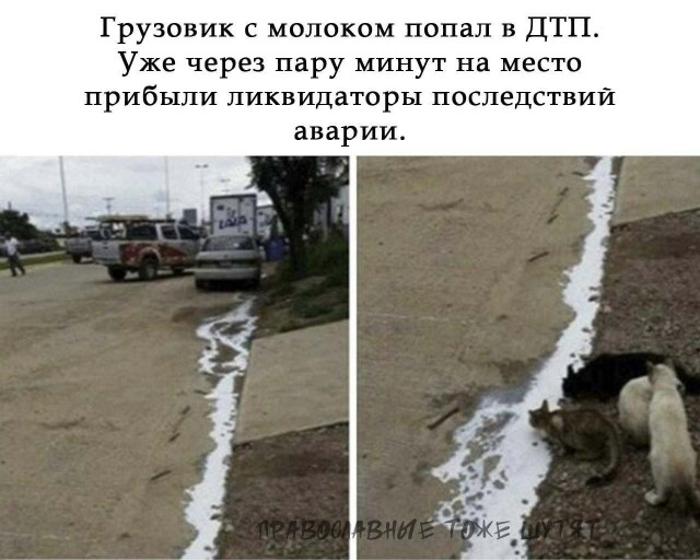 Котоюмор на ЯП. Веселые кото-картинки!