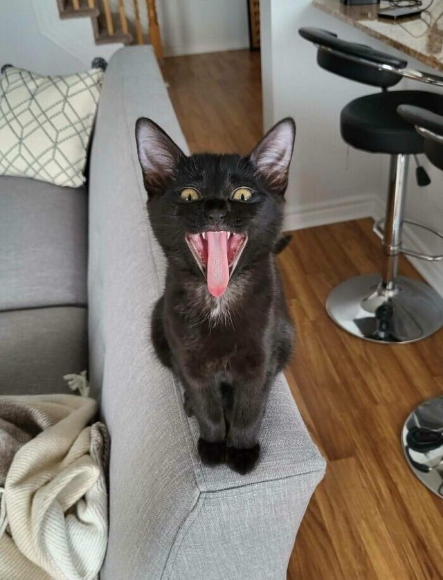 Начинаем котовторник.