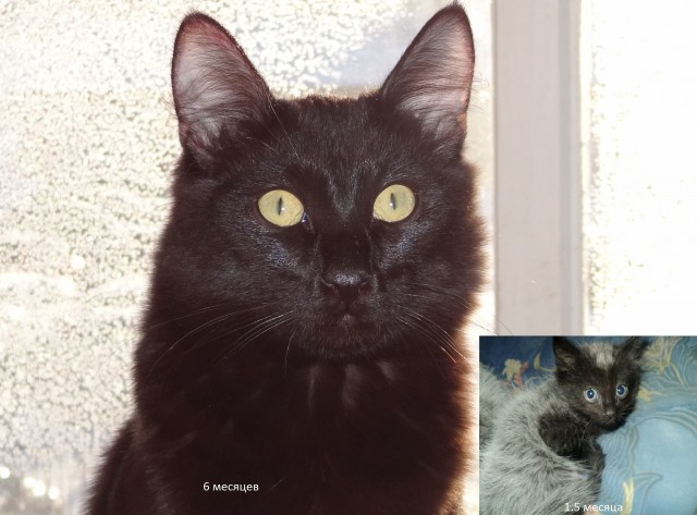 Котовторнику посвящается