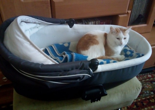 Котовторнику посвящается