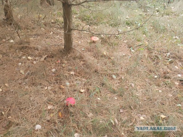 Жизнь домашнего приюта для котеек 464