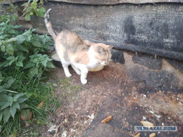 Жизнь домашнего приюта для котеек 465