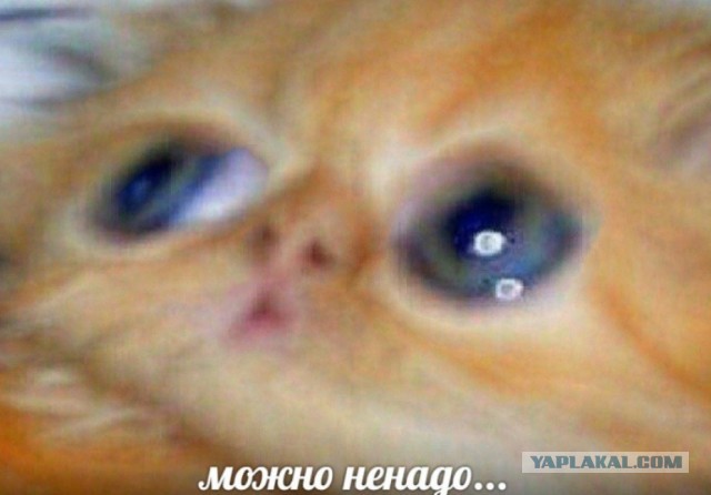 Порноактер, снимающийся в тематике «куколд» запустил реалити-шоу, в котором победитель трахнет его жену