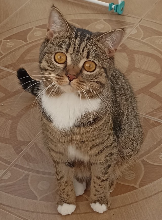 Котовторник 09.04.24