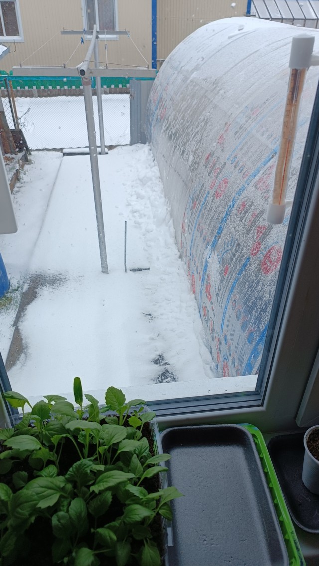 С новым годом
