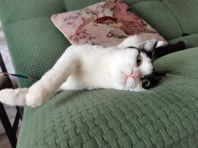 Котовторник!