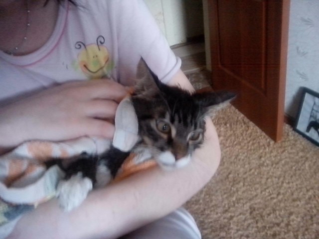 Котовторник 21.05.2013