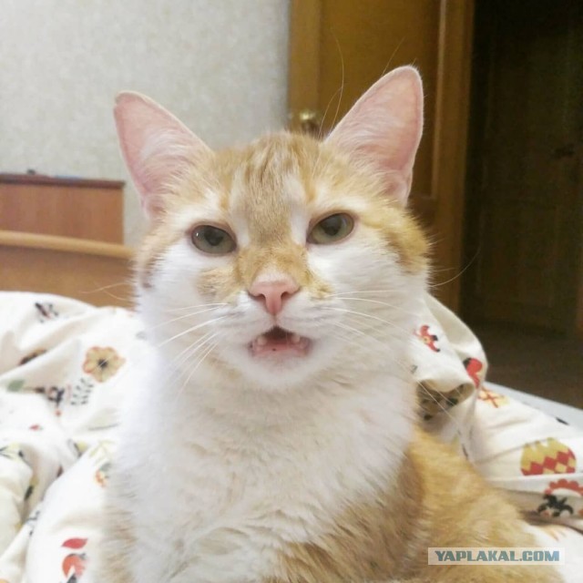 Котик потерял уже всякую надежду на то, что его кто-то полюбит