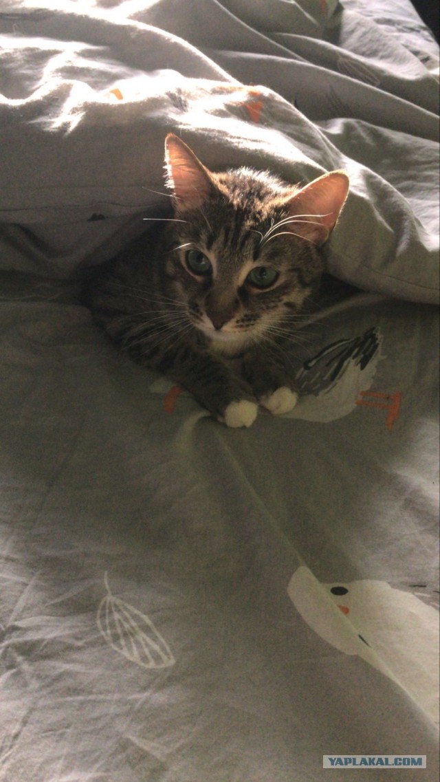 Котовторник