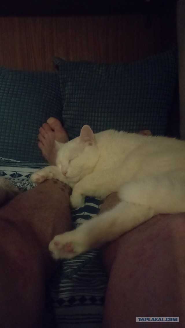 Спать нужно с... котом