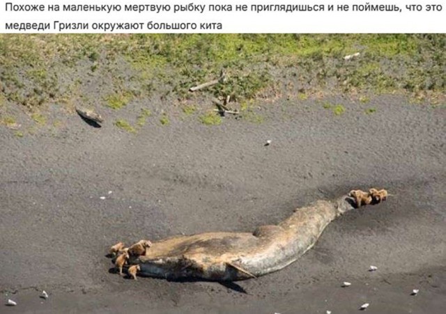 «Хммм»-изображения