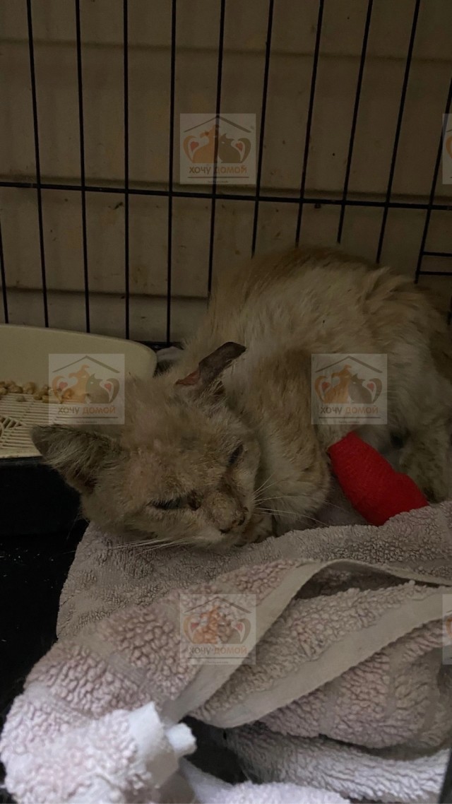 Кот Сириус и его преображение в приюте
