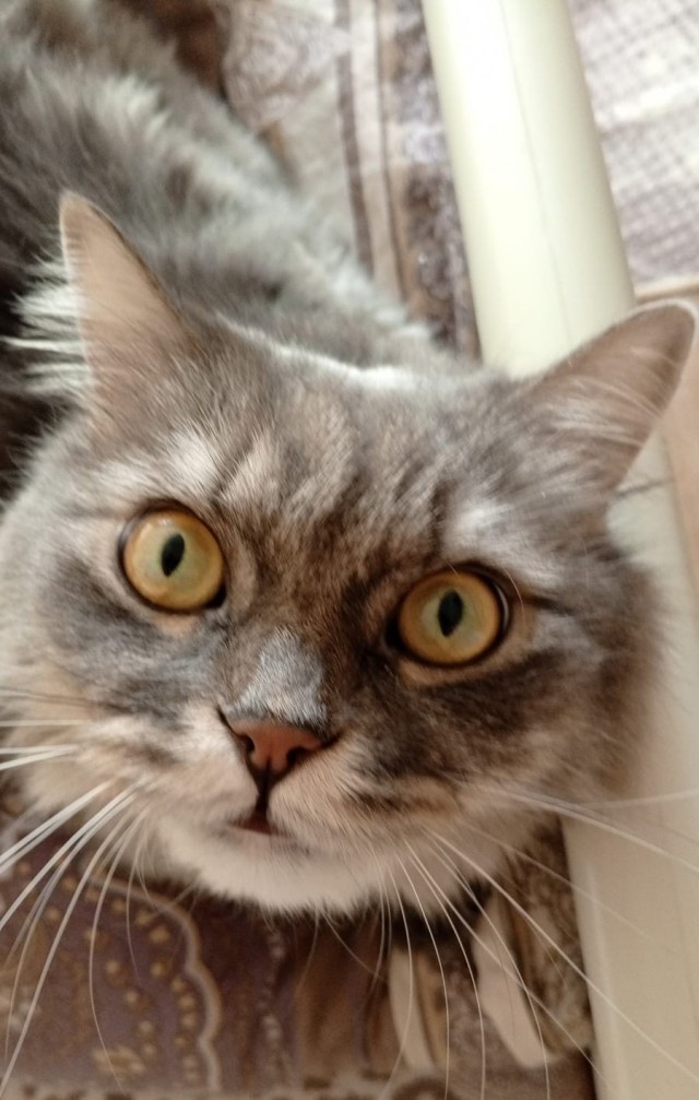 Совпало с котовторником.