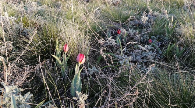 Краснокнижные тюльпаны Шренка