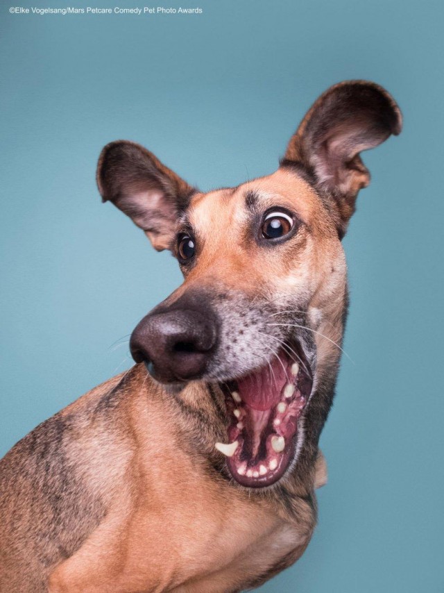 Самые смешные собаки-улыбаки за всю историю конкурса Comedy Pet Photography Awards