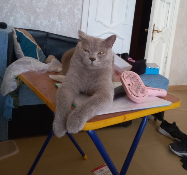 Третий год как забрал уличного кота