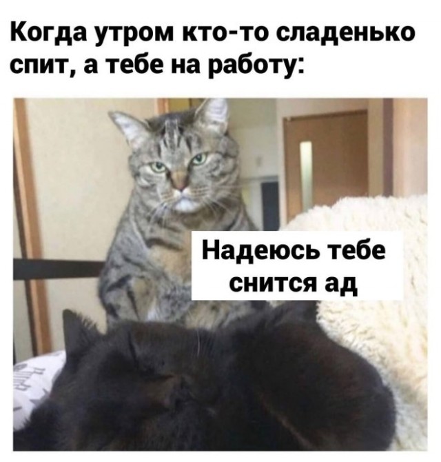 Картиночки, баянчики  06 декабря