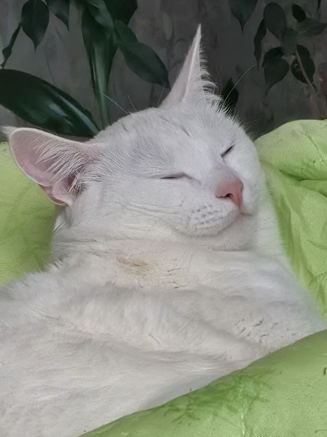 Бааарсик)