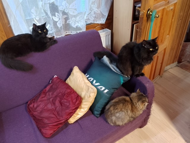 Хвостище к котовторнику