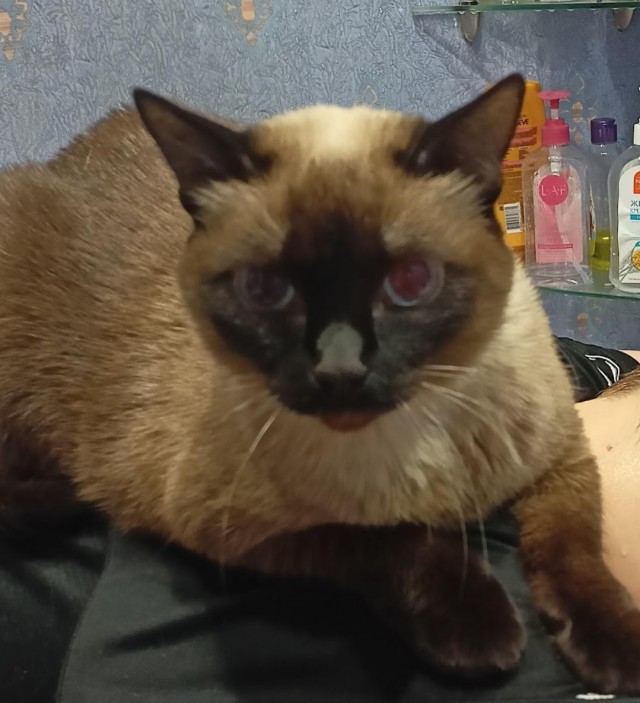 О кошках