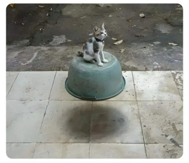 Левитирующая кошка 2