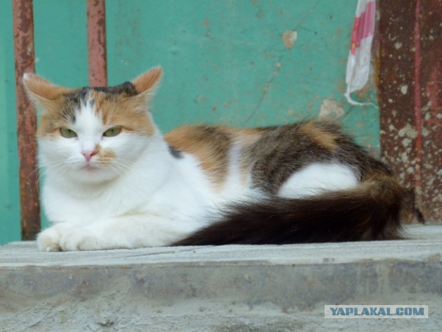 Котовторник 23.07.2013