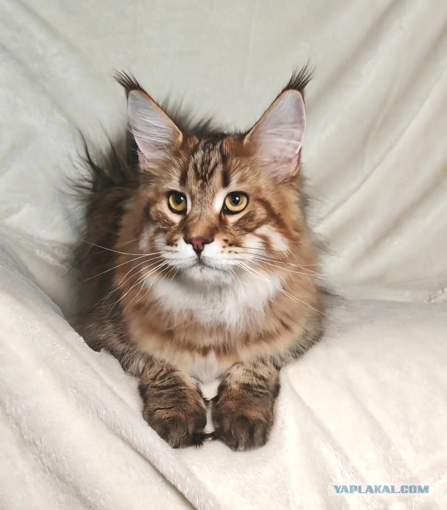 Котовторник. Зифи