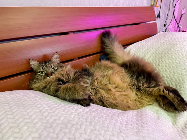 Котовторник же