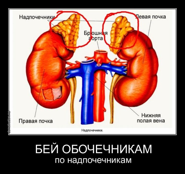Пробки vs обочина