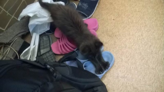 Личинка кошки!