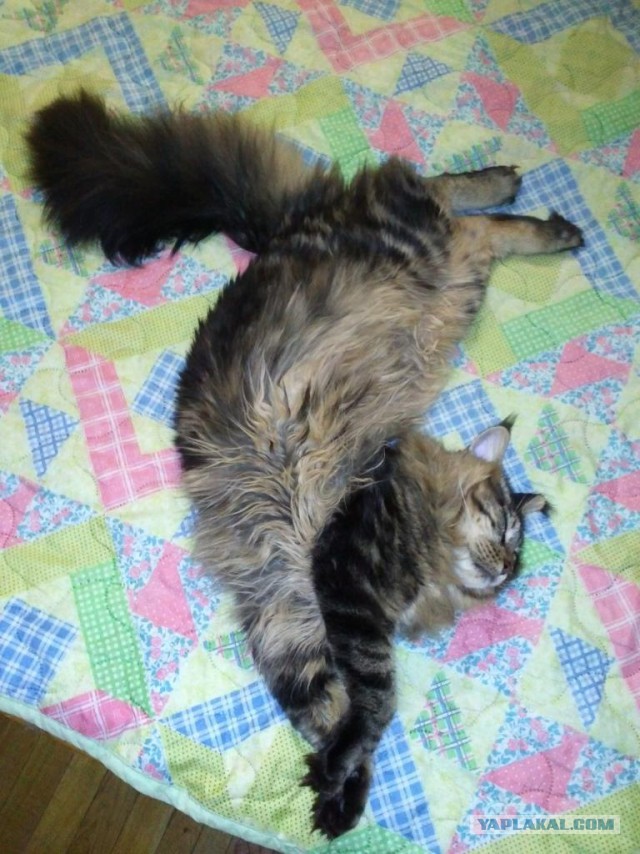 Котовторник  25.03.2014