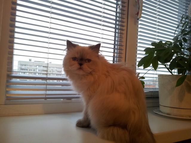 Котовторник 01.04.2014