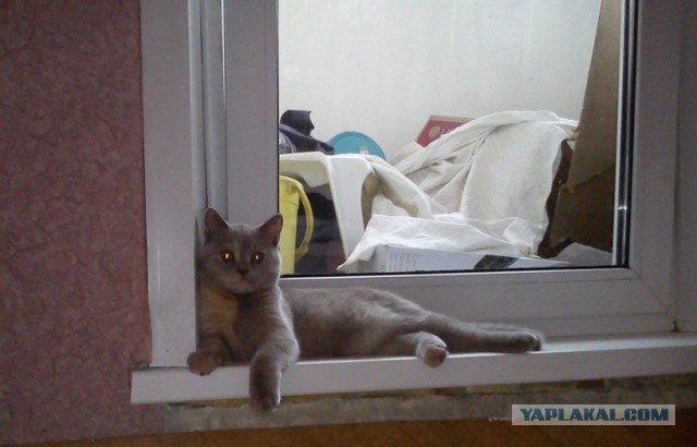 Котовторник  08.04.2014