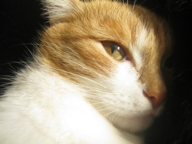 Котовторник  08.04.2014