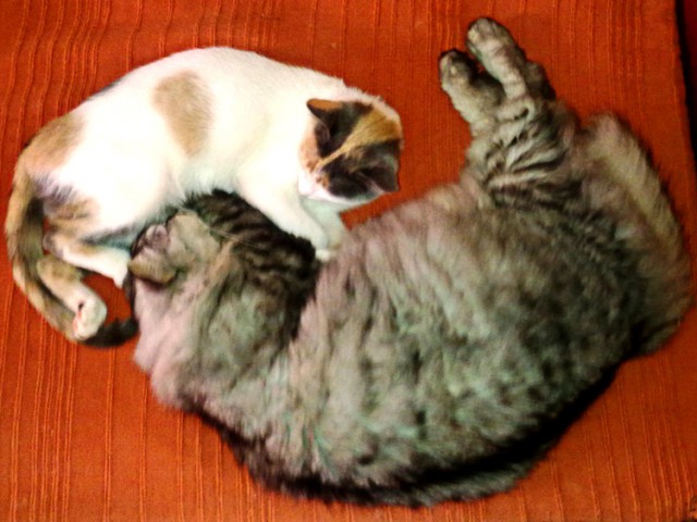 Котовторник 6.05.2014