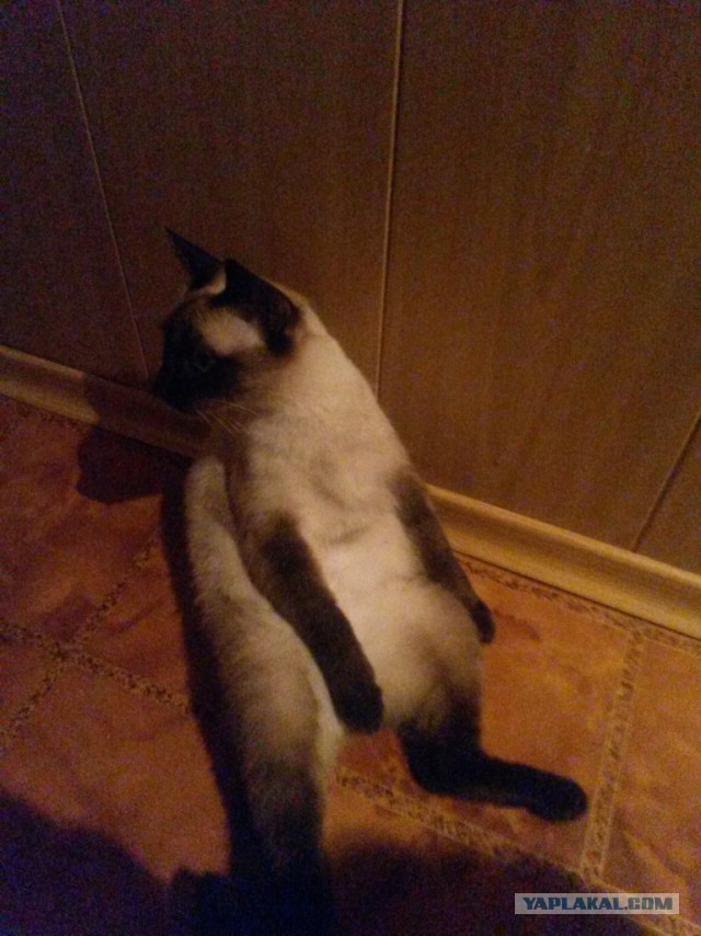 Котовторник 01.07.2014