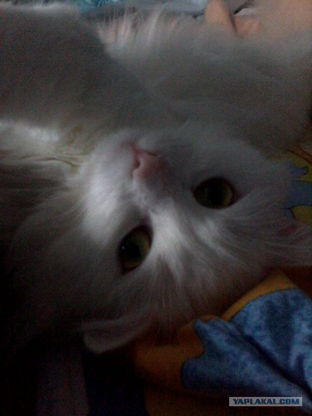 Котовторник  08.07.2014