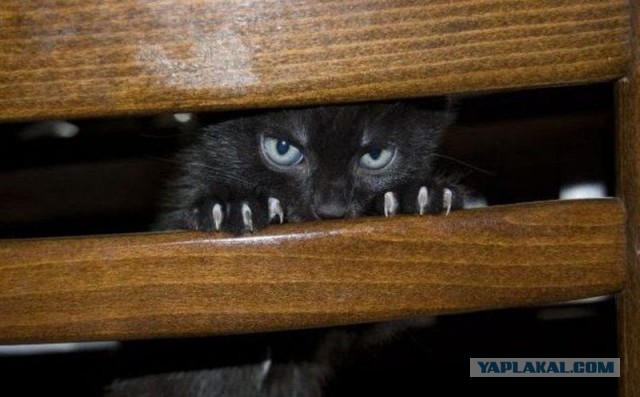 Неееет! Не хочу к ветеринару!