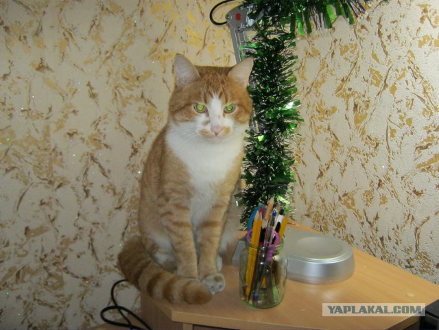 КотЭ